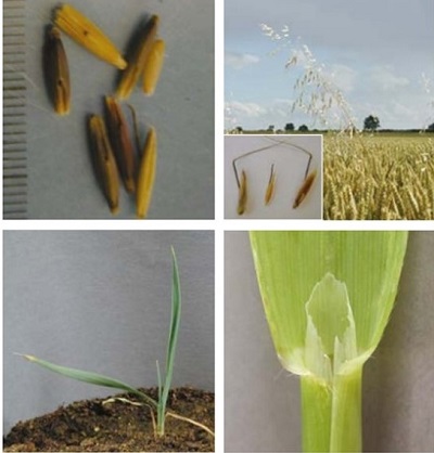 Wild-oat at four growth stages